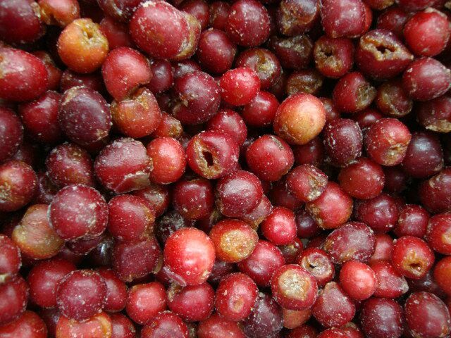 速凍無(wú)核櫻桃